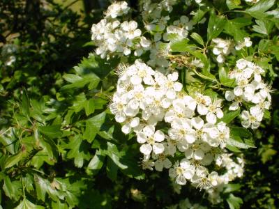  Image name: biancospino2.jpg 
 width: 400 pixel 
 height: 300 pixel 
 Size: 32228 bytes 
 Click to enlarge 